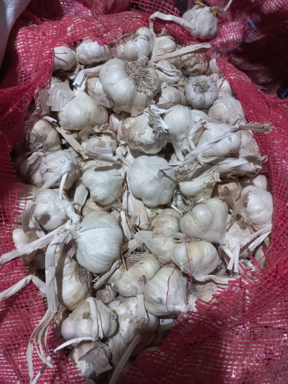 سیر سفید خشک همدان